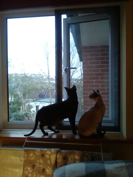 window covers for cats